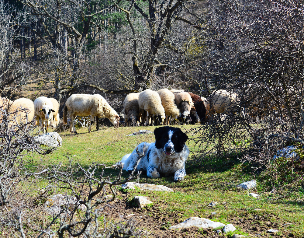 Vakantie met uw hond in Portugal